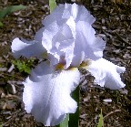 Horns And Blues - fragrant tall bearded Iris