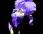 I. Pallida Dalmatica - tall bearded Iris