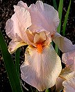 Jean Guymer - fragrant reblooming tall bearded Iris