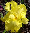 Lemon Custard - reblooming tall bearded Iris