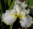 Lemon Duet - reblooming tall bearded Iris
