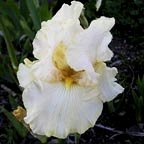 Light Rebuff - fragrant reblooming tall bearded Iris