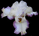 Lilting - reblooming tall bearded Iris