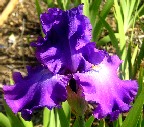 Long's Peak - tall bearded Iris