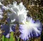 Pacific Cloud - fragrant tall bearded Iris