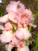 Pinkness - reblooming tall bearded Iris