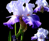 Stars and Stripes - tall bearded Iris