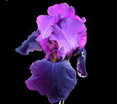 Winesap - fragrant reblooming tall bearded Iris