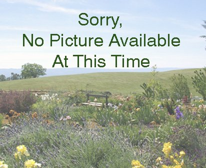 Star Gate - reblooming tall bearded Iris