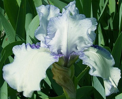 ASCII Art - fragrant reblooming tall bearded Iris