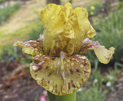Aardvark Antickz - fragrant Intermediate bearded Iris