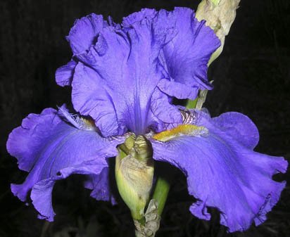 Aaron's Dagger - fragrant tall bearded Iris