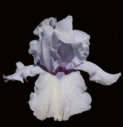 Aaron's Dream - tall bearded Iris - fragrant reblooming tall bearded Iris