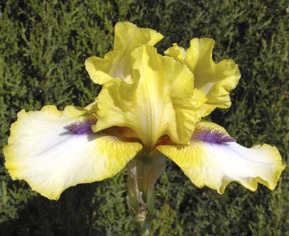 Abbey Chant - reblooming Intermediate bearded Iris