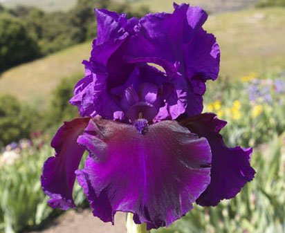 Abby Grace - fragrant tall bearded Iris