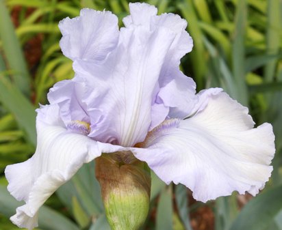Abiding Joy - tall bearded Iris