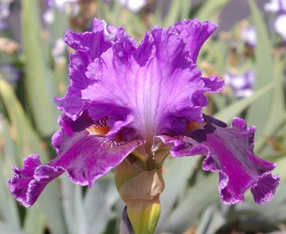About Town - reblooming tall bearded Iris