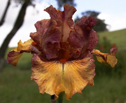 Abstract Art - tall bearded Iris