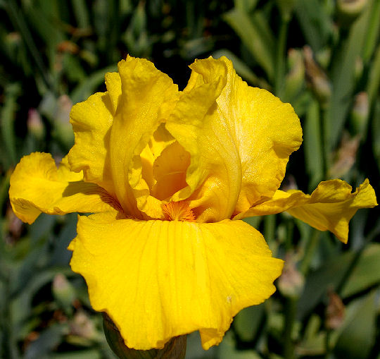 Acapulco Sunset - tall bearded Iris