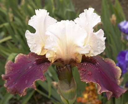 Ace Royale - fragrant tall bearded Iris