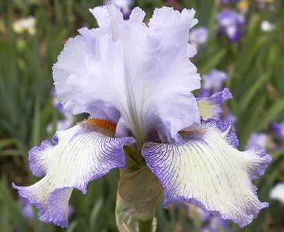 Acoma - fragrant reblooming tall bearded Iris