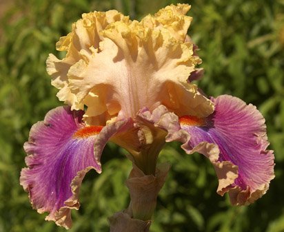 Act of Kindness - tall bearded Iris