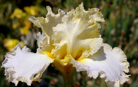 Addison's Halo - tall bearded Iris