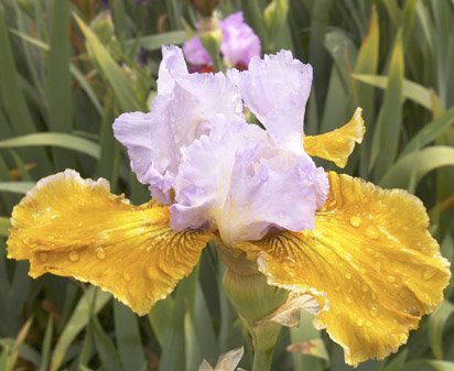 Affaire - tall bearded Iris
