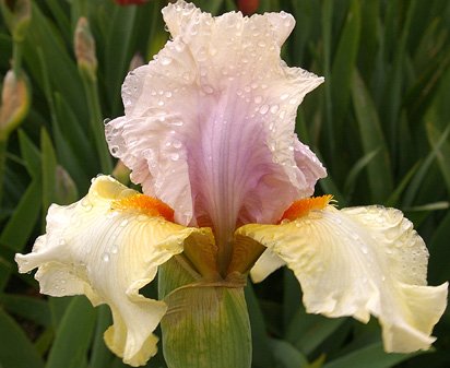 After The Dawn - fragrant tall bearded Iris