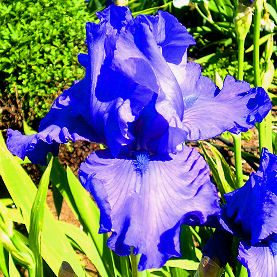 After Hours - tall bearded Iris