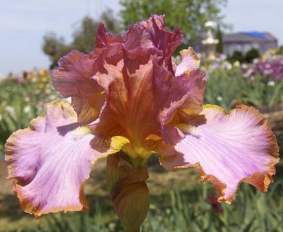 Afternoon Delight - fragrant reblooming tall bearded Iris