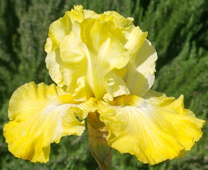 Again and Again - fragrant reblooming tall bearded Iris