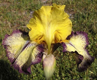 Aggressively Forward - fragrant tall bearded Iris