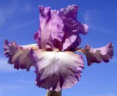 Ain't Misbehavin' - fragrant tall bearded Iris