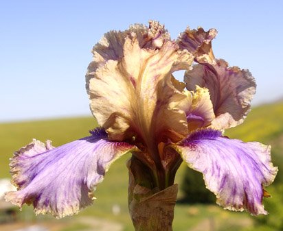Air Bubbles - fragrant tall bearded Iris