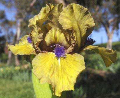 Aladdin's Flame - SDB Standard Dwarf Bearded