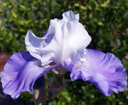 Alaskan Seas - fragrant tall bearded Iris