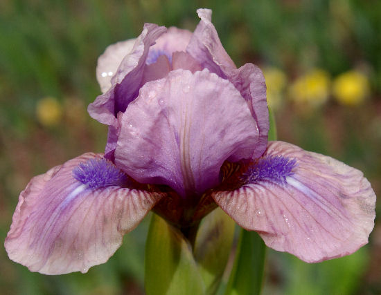 Alene's Other Love - fragrant reblooming SDB Standard Dwarf Bearded