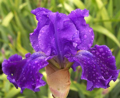 Alexander's Ragtime Band - tall bearded Iris