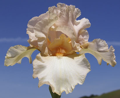 Alice Davis - fragrant tall bearded Iris