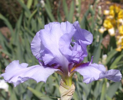 Alien Mist - reblooming tall bearded Iris