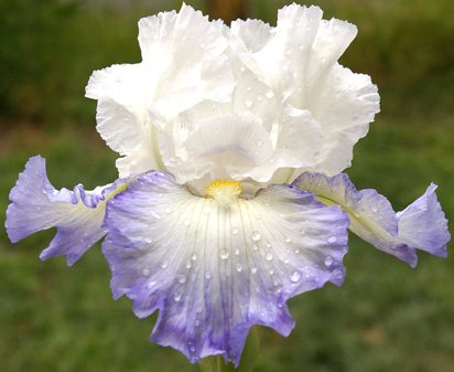 Alizes - fragrant reblooming tall bearded Iris