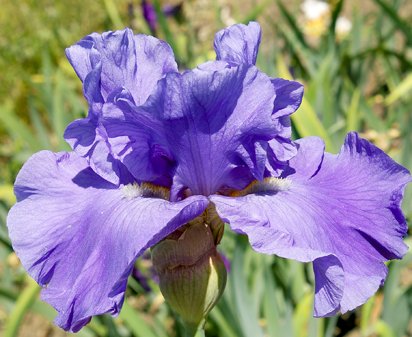 Allstar - tall bearded Iris