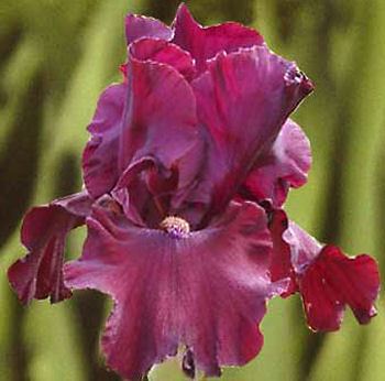 Almaden - fragrant tall bearded Iris