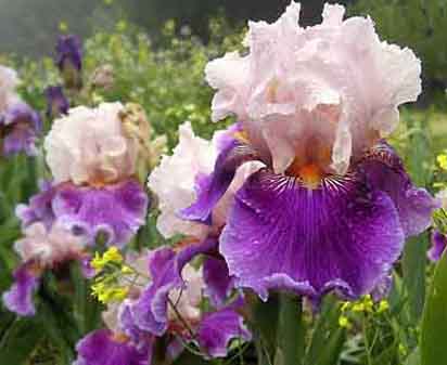 Almost Paradise - fragrant tall bearded Iris