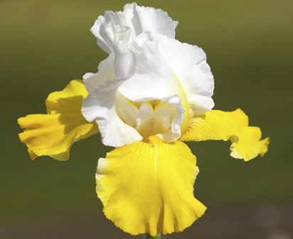 Alpine Journey - tall bearded Iris