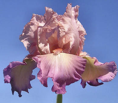 Alpine Twilight - reblooming tall bearded Iris