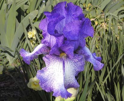 Altered States - fragrant tall bearded Iris