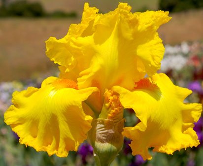 Amarillo Frills - reblooming tall bearded Iris