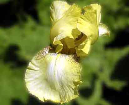 Amaryllis - fragrant tall bearded Iris